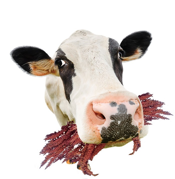 【星空综合】(02月07日)国务院设定油品升级时间表污染者部分买单(图1) 星空·综合体育