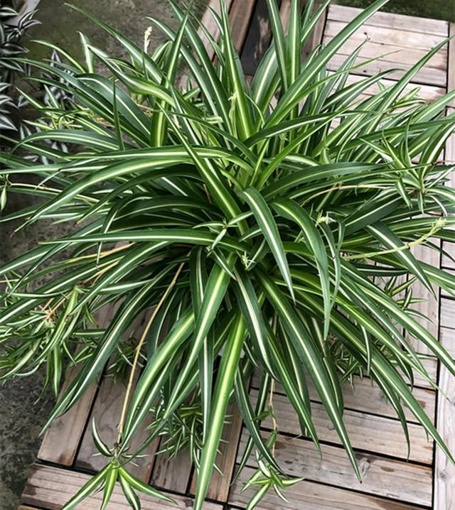 星空综合_2013年OSB定向刨花板市场较好(图2) 星空·综合体育