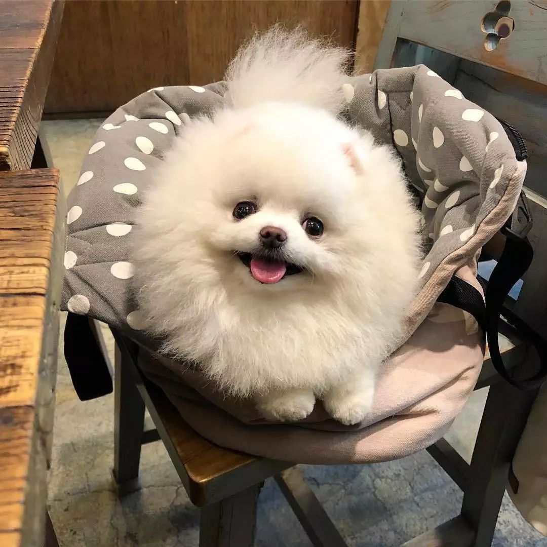【星空·综合体育】非洲小斑马和菠萝格离岸价格正在上涨(图1) 星空·综合体育